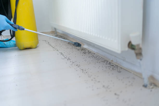 Wasp Removal Services in Taylor, AL